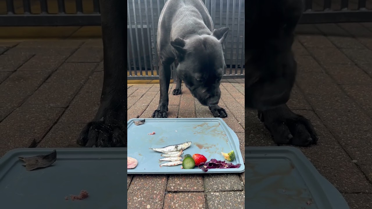 What did panther eat after returning from the wild ?