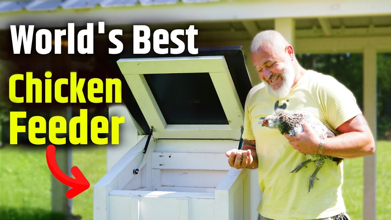 The Best Chicken Feeder on the Market