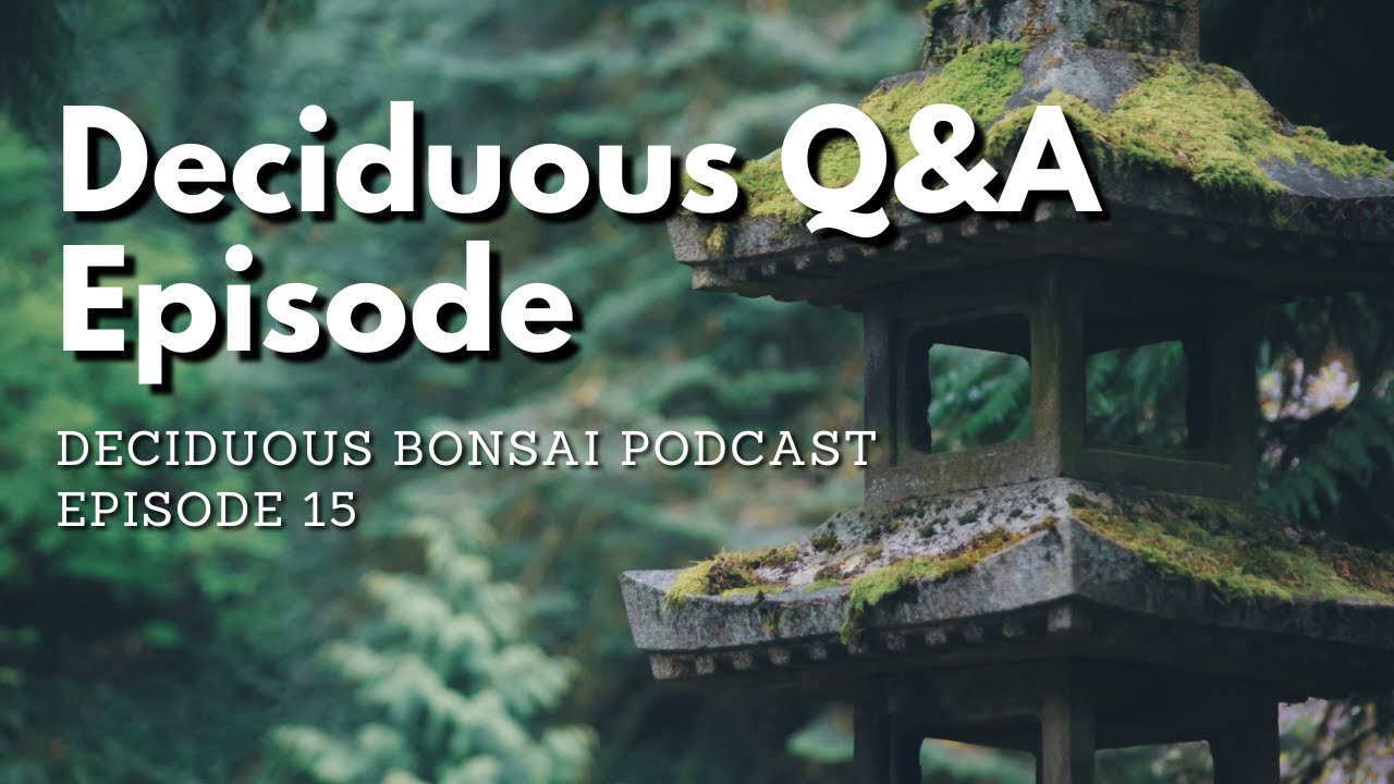 Q&A Episode - Deciduous Bonsai Podcast Episode 15