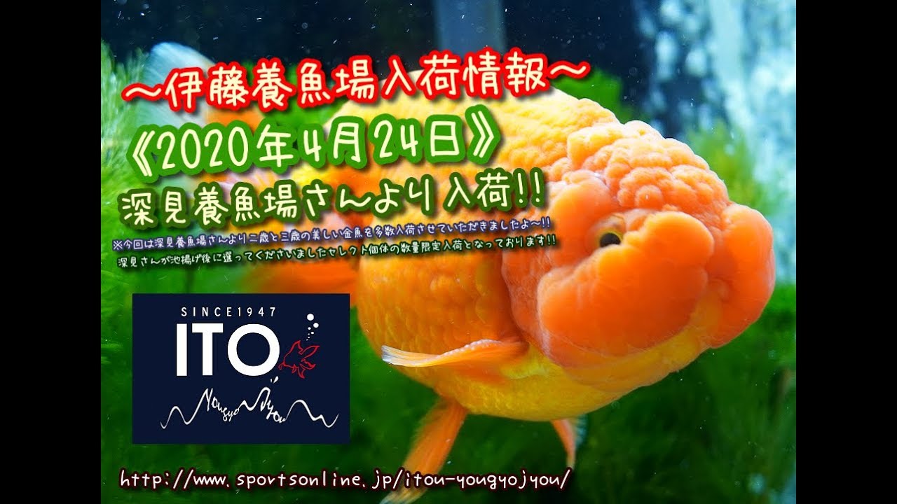 【伊藤養魚場入荷情報】2020年4月24日 深見養魚場さんより入荷しました!!