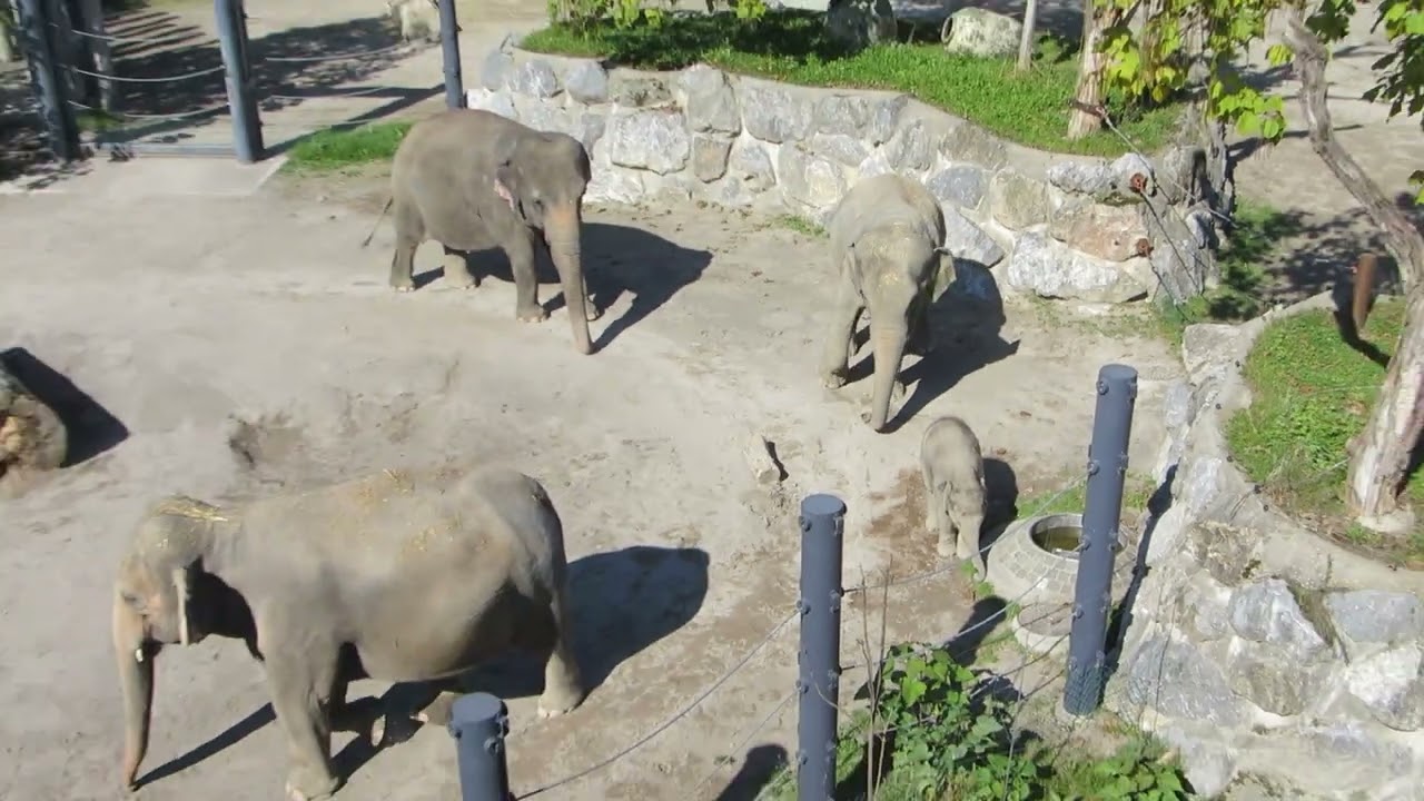 EEG Asiatischer Elefant Zoo Rapperswil, Schweiz, 22. 09 2022. Die Elefanten auf den Außenanlagen.