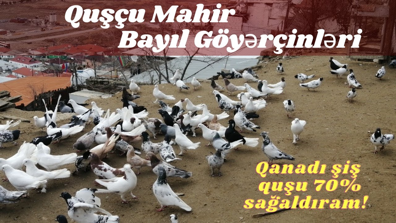 Quşçu Mahir Bayıl Göyərçinləri/ Mahir dayıdan şiş mualicəsi