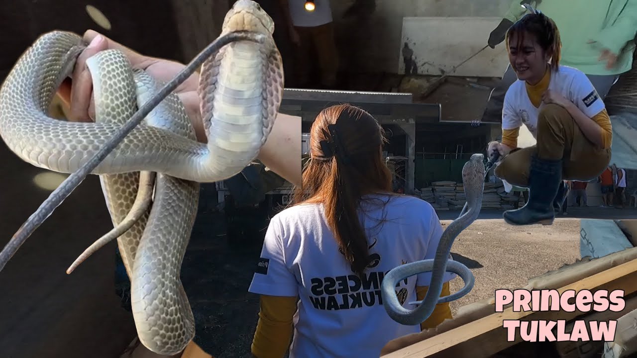 Malaking cobra matagal ng nakikita sa loob ng bodega nahuli na ni Princess
