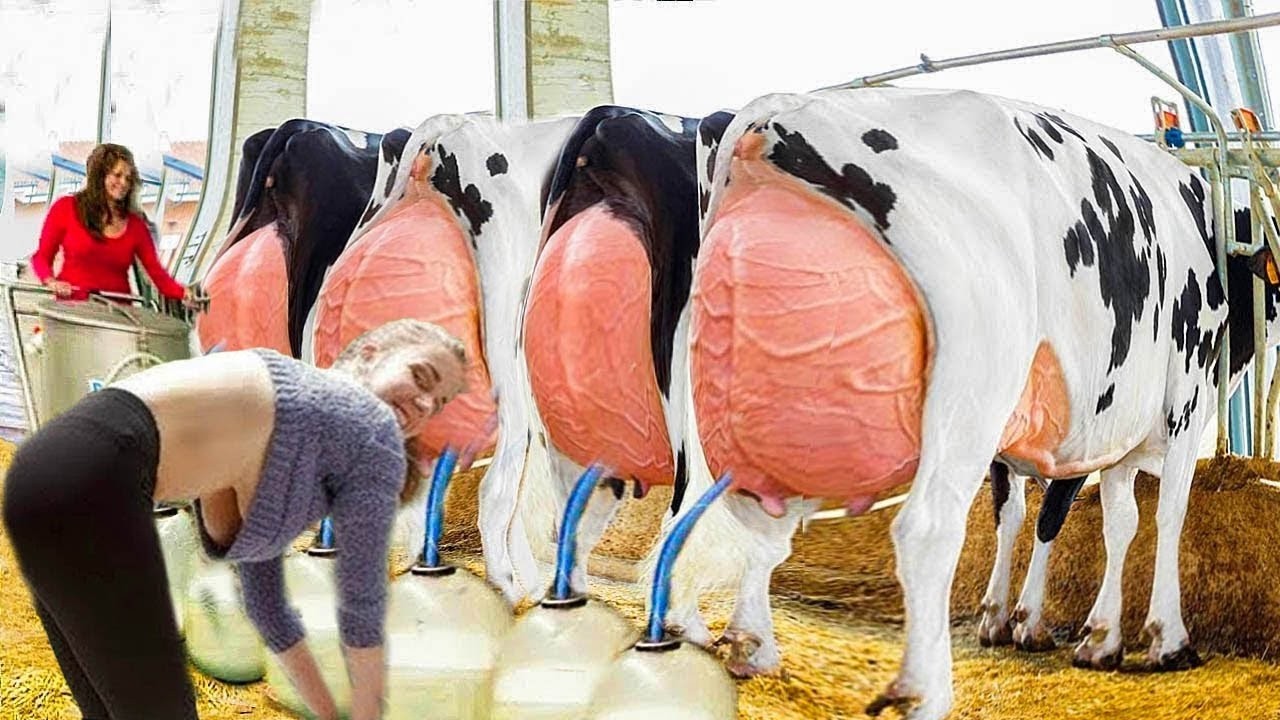 Biggest Dairy Farm In The Europe Milking Technology Pretty Girls New Cleaning Brush For Udder