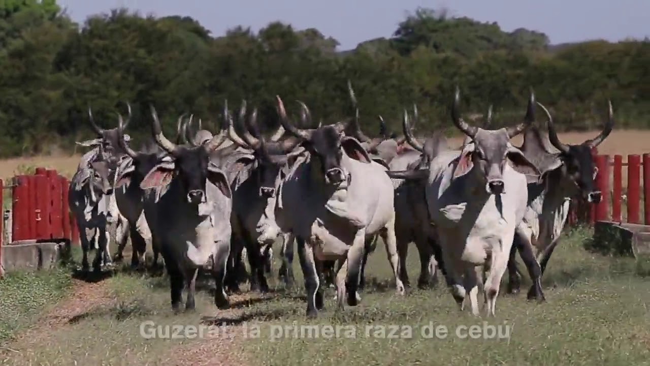 GenBra Agropecuária- Genética Brasil Guzerat & Guzolando