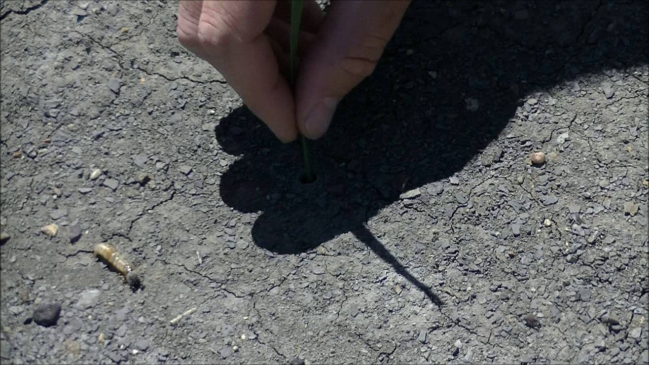Fishing Cicindela pulchra (beautiful tiger beetle) larva I