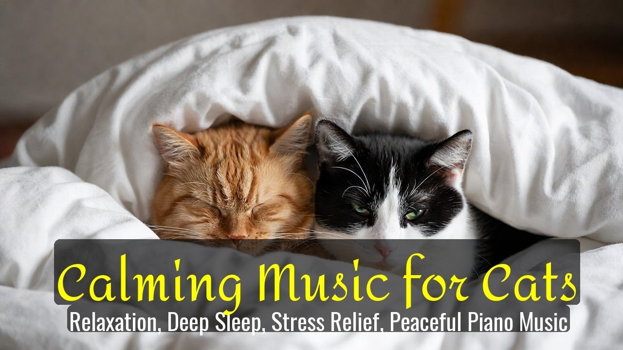 Calming Music for Cats - Relaxation, Deep Sleep, Stress Relief, Peaceful Piano Music | Season 81