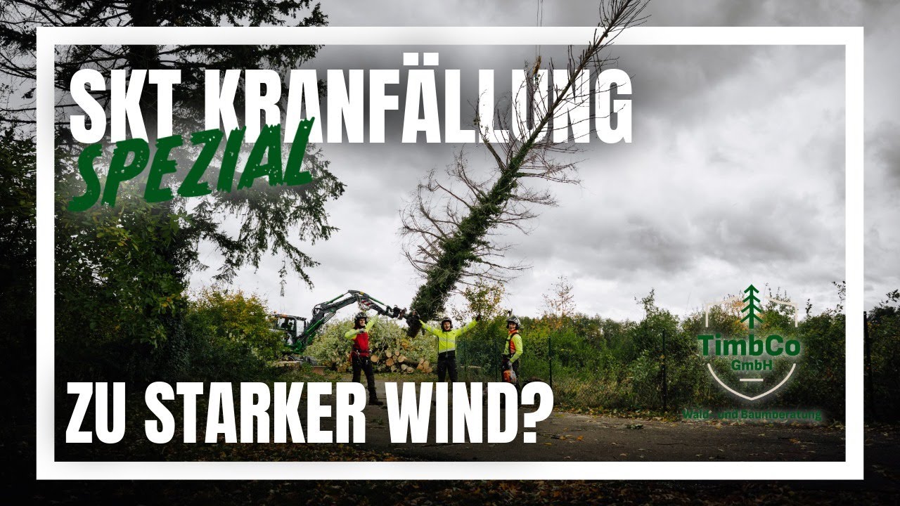 Baumfällung bei Windböen! SKT & Mobilkran im Einsatz – 12 Bäume sicher entfernt! TimbCo GmbH