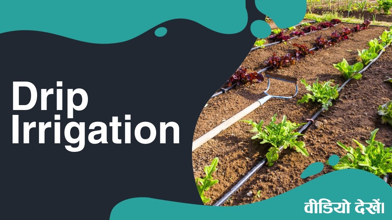 Drip irrigation
