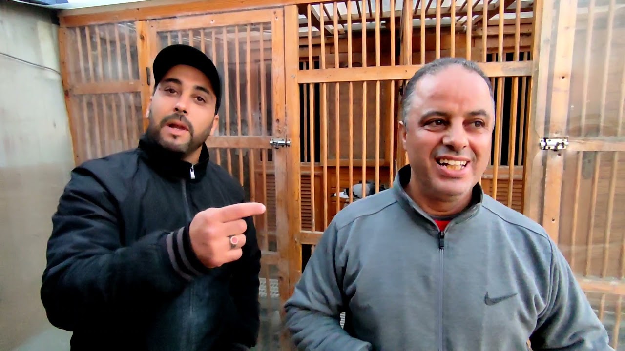 توليعة عند البطل بونوارة حتيتو 12/11/2021 Azoulay Redouane