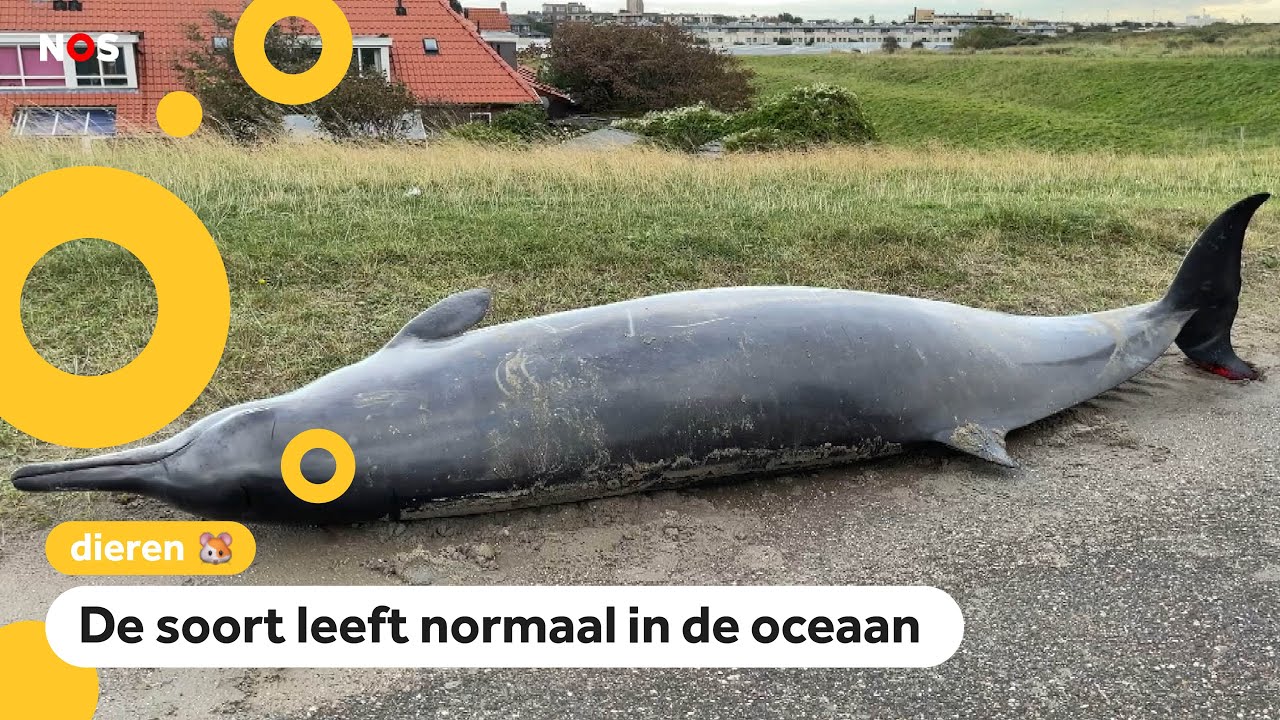 Twee dolfijnen aangespoeld op het strand bij Monster