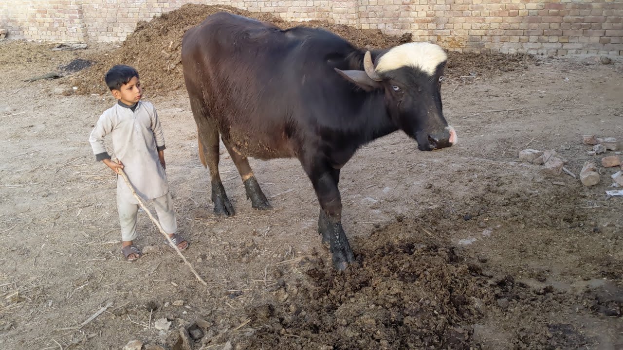 Buffalo Calif video | buffalo farming video | buffalo Care.