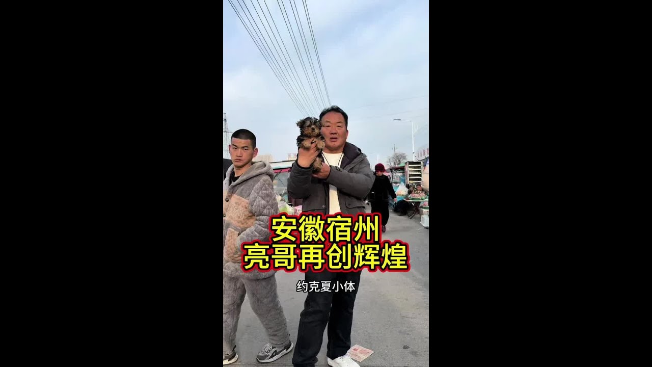 安徽宿州 韩系比熊捡漏不停！硬货满仓