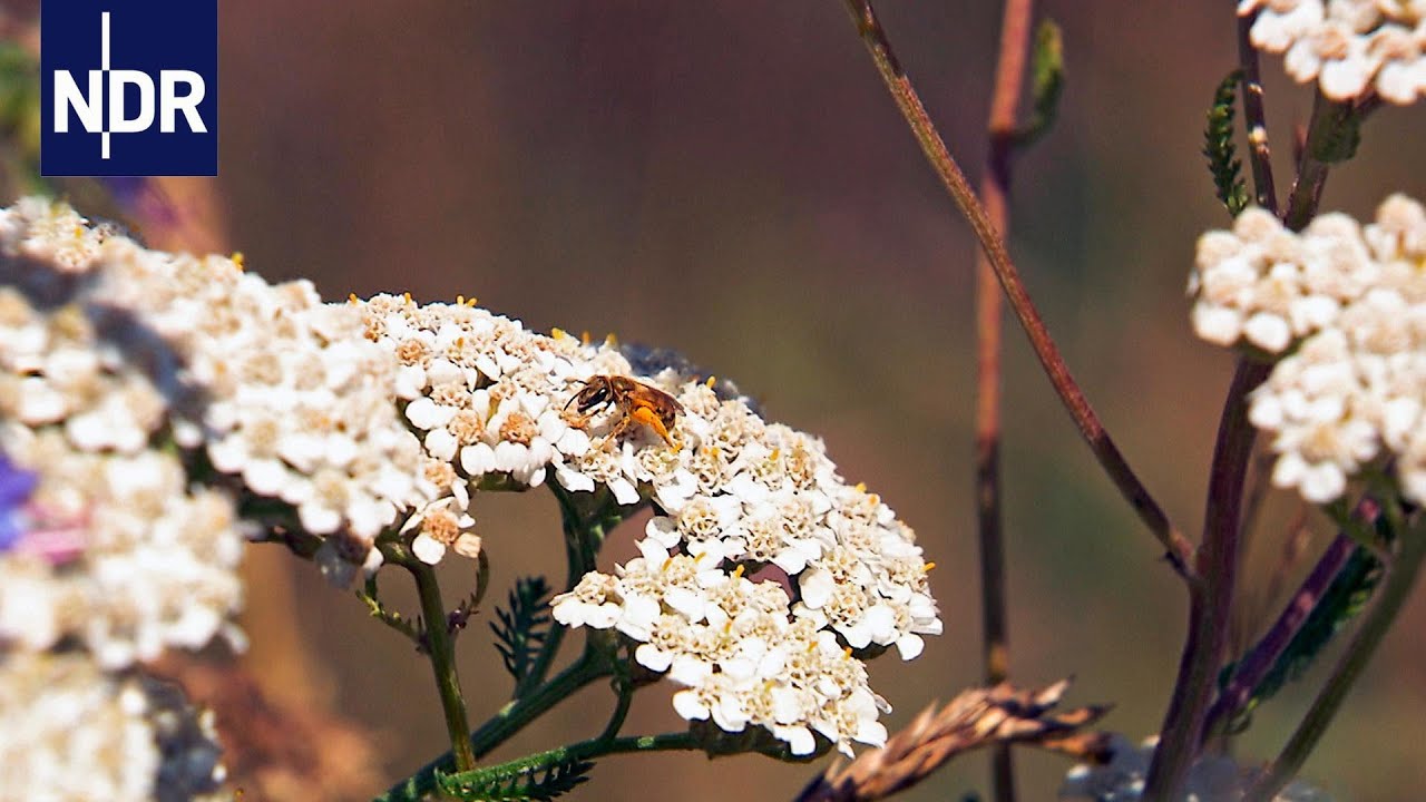 Auf dem Weg zur Bienenhauptstadt | NDR