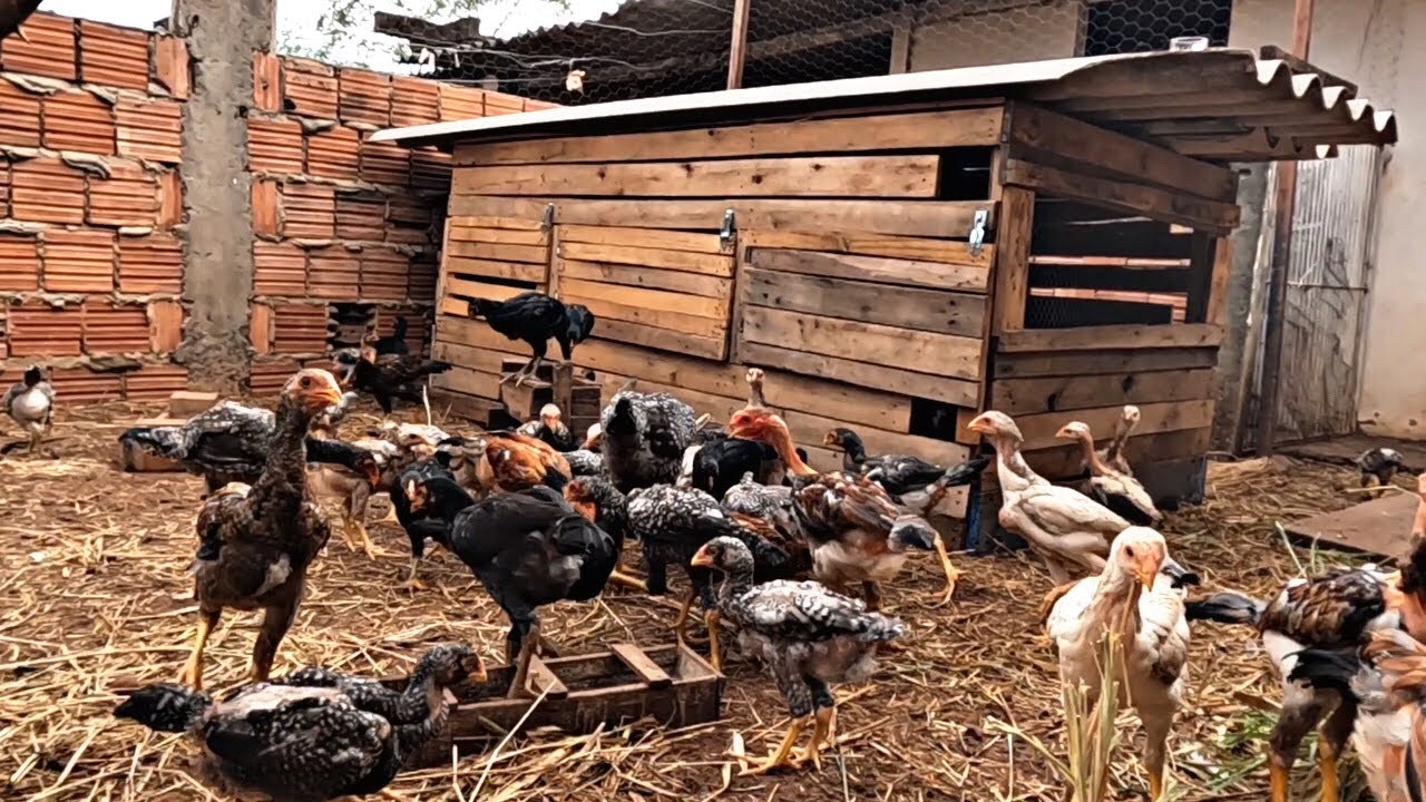 ESSES PINTINHOS ESTÃO AVALIADOS ENTRE 20 REAIS A 25 REAIS 💵 