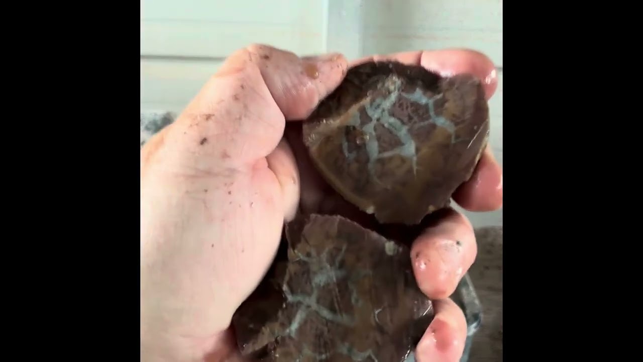 Wow check it out. Rock hunting septarian nodules. Wait til the end to see what they look like inside