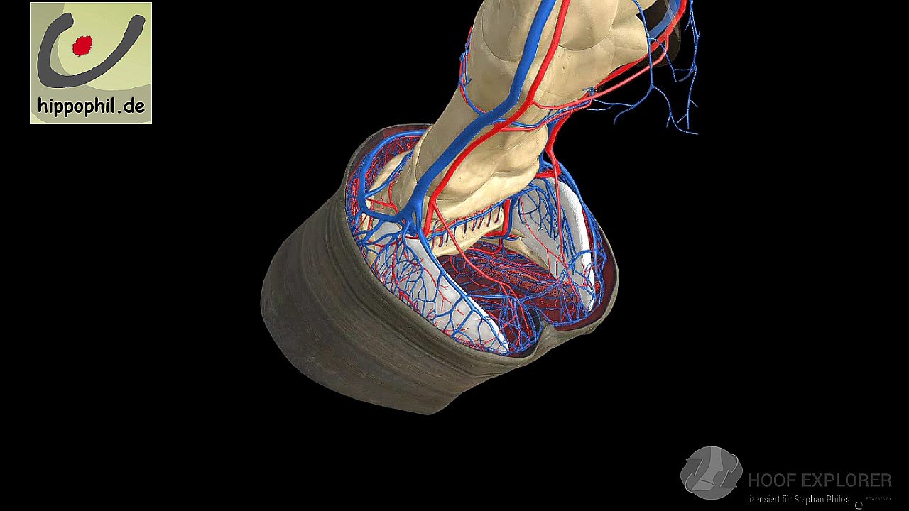 Wo ist die Hufrolle  -  Huf -   Anatomie