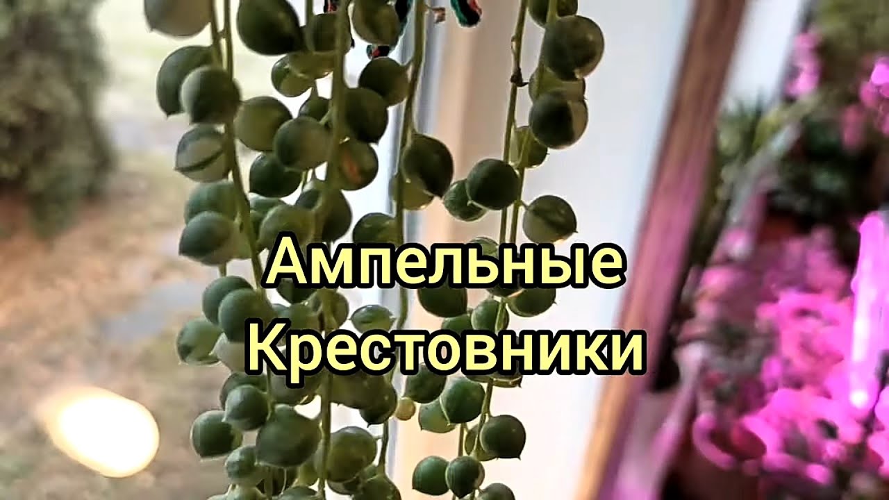 Ампельные крестовники. Нежная красота.