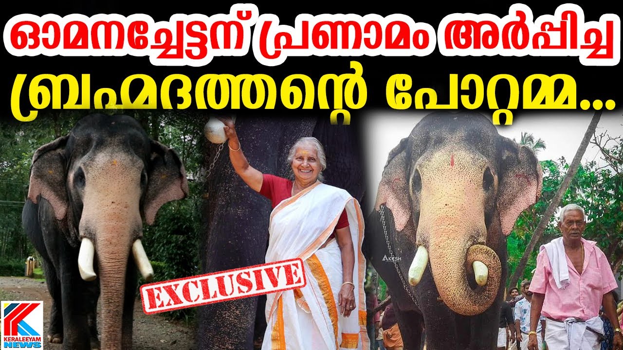 പാപ്പാന് പ്ര.ണാ.മം അർപ്പിച്ച കൊ.മ്പ.ൻ ചില്ലറക്കാരനല്ല . Pallat Bramhadhathan | ഓമനച്ചേട്ടൻ