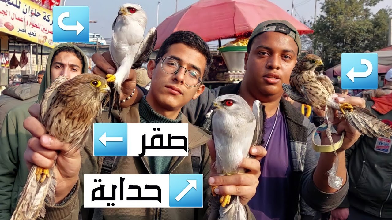 سوق الجمعة بالسيدة عائشة بالاسعااار صقور حدايات كلاب قطط سلاحف قنافد تعابين فراخ هندى ارانب حمام و