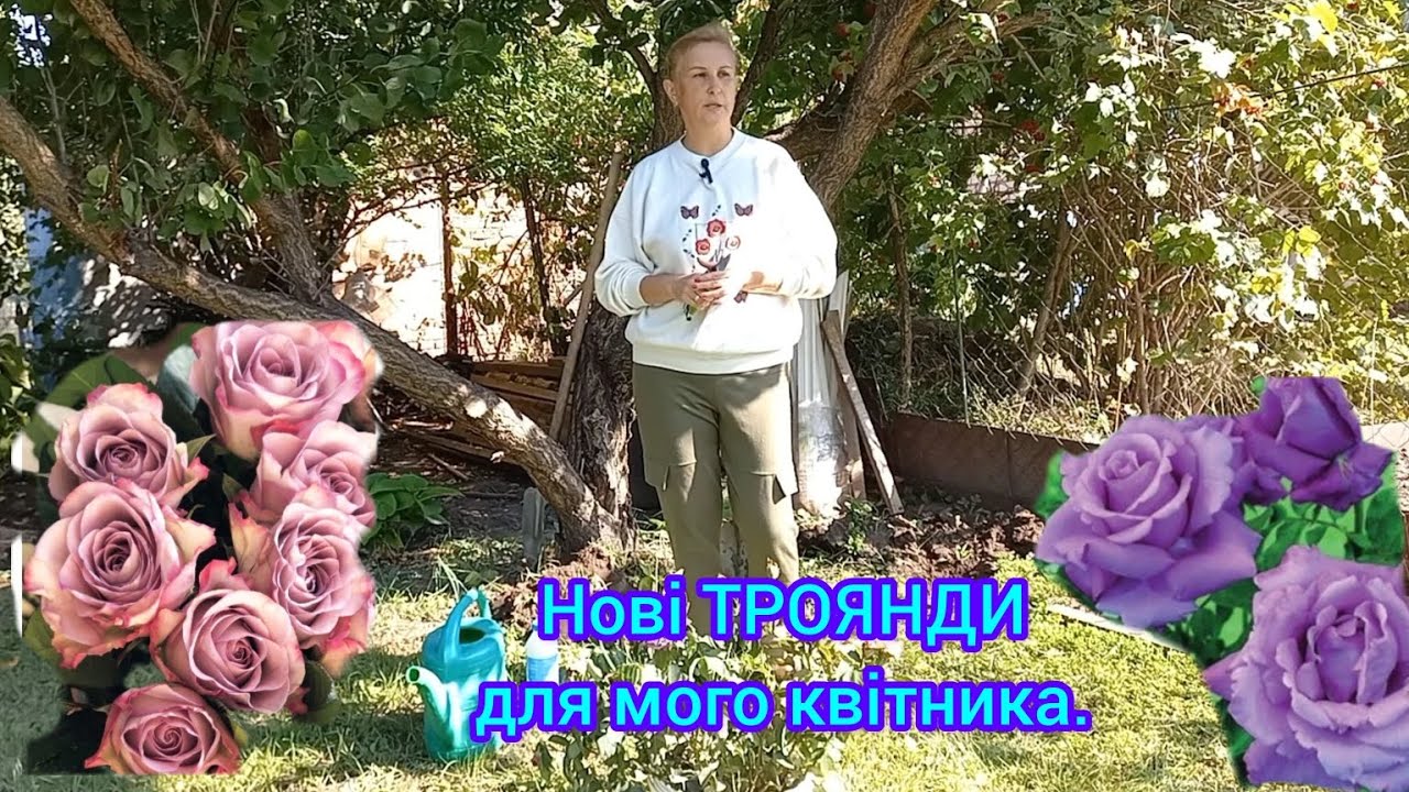 Створюю НОВИЙ КВІТНИК.Розмноження і посадка ТРОЯНД 🌹з ЯРОСом#посадкатрояндвосени#трояндарій#троянда