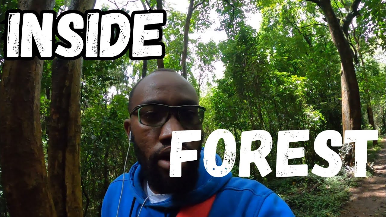 Inside Nairobi Forest 4k