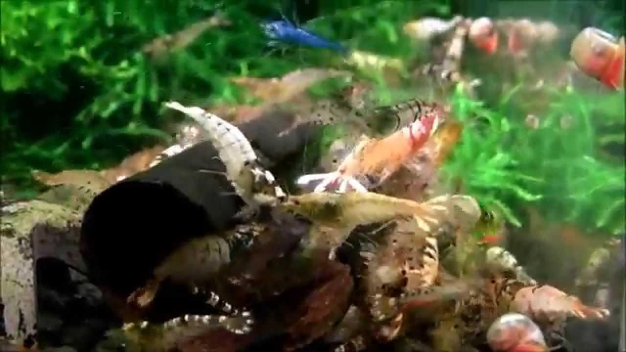 My TaiTibee Mix - Moje krewetki TaiTibee
