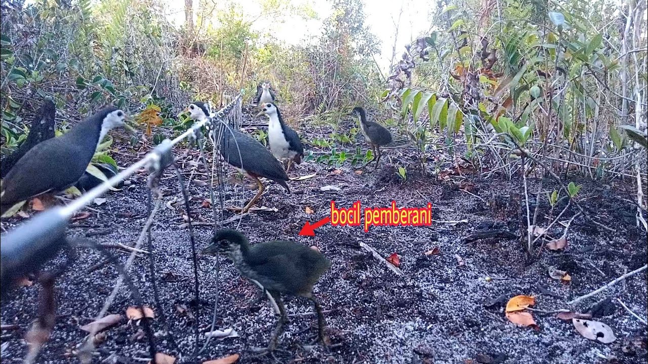 Mikat Ruak-Ruak Satu keluarga keluar Semua Sungguh Ruak2 Sang Pemberani.