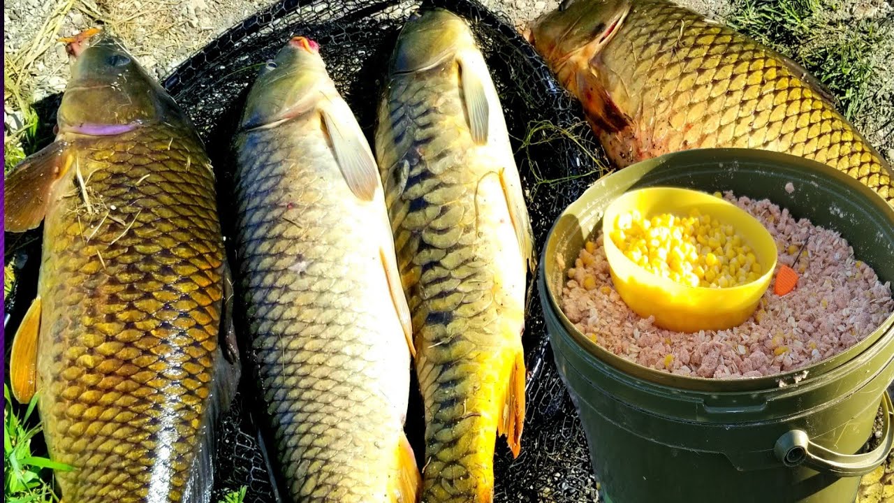 ¡¡¡Pescando carpas con masa nueva!!! 5 ingredientes  fáciles de conseguir,¡¡¡súper económica!!!