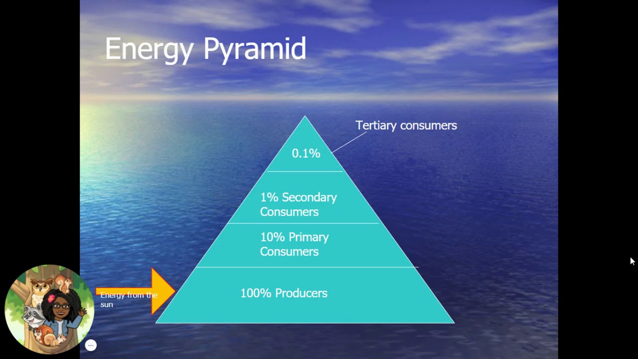 9 Energy in the Ecosystem