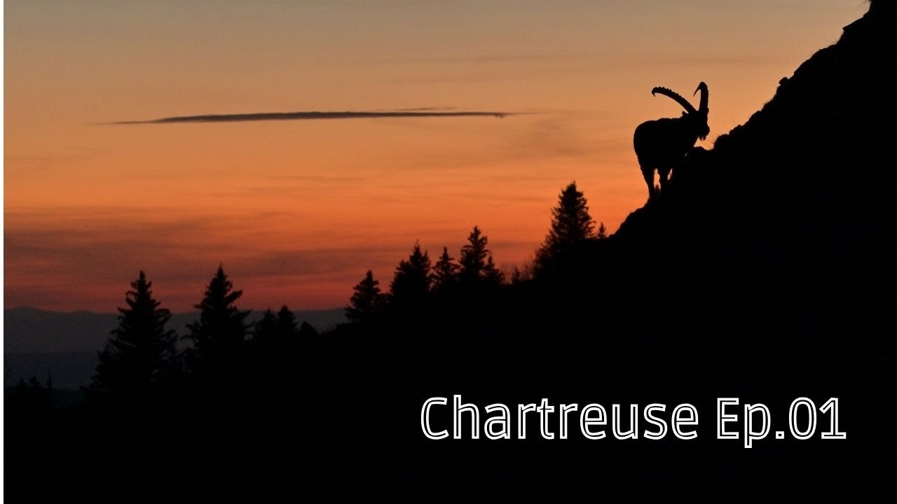 Chartreuse Ep.01 - Chamois et Bouquetins jusqu'au couché de soleil