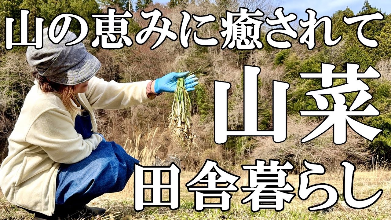 【山菜採り】ノビルと思って掘り起こした野菜  カンゾウ ヤマミツバ  のんびり田舎時間 山菜はシンプルが美味 まったり猫  自然豊かな山奥暮らしの日々｜村暮らし｜移住｜料理【標高800mの田舎暮らし】