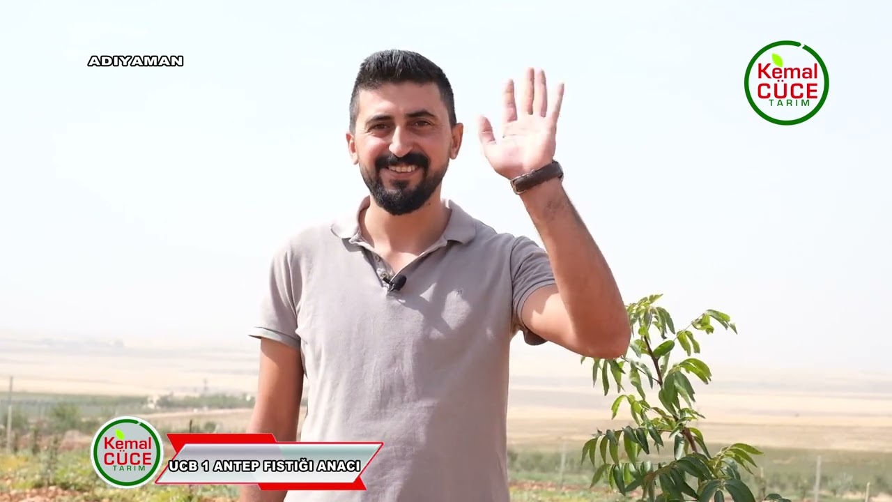 Ucb 1 Antep Fıstık Anacı Gelişimi Adıyaman Merkez Modern Antep Fıstığı Yetiştiriciliği