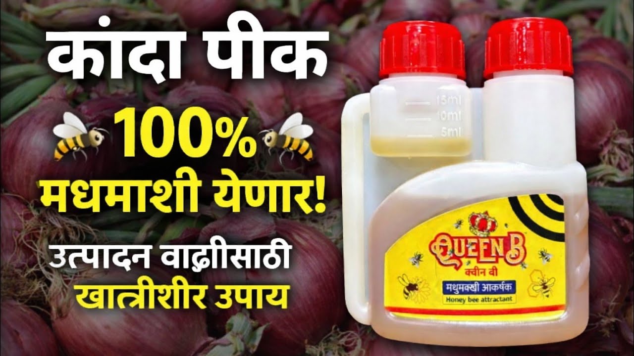 कांदा पिकावर मधमाश्या कशा आणाव्यात? | 100% Bee Attraction | उत्पादन वाढीसाठी खात्रीशीर उपाय