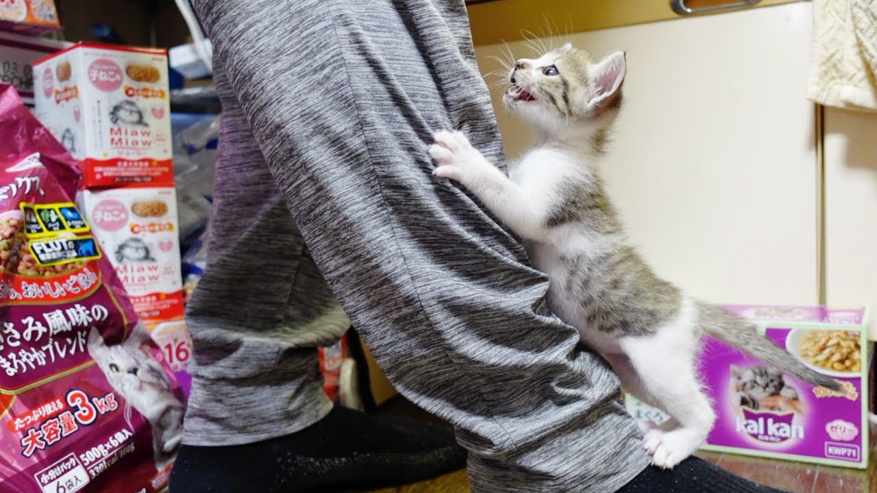 ミルクが待ちきれなくて台所まで来ちゃう子猫