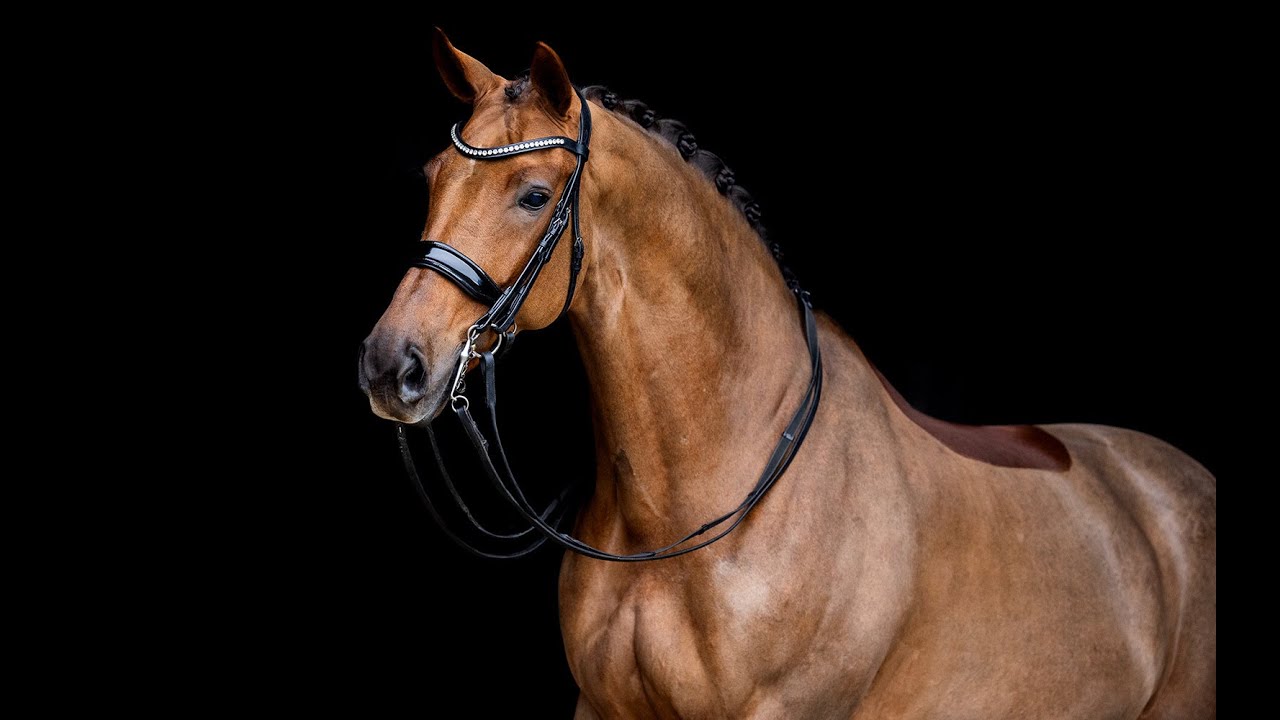 Iwan (Bordeaux x Jazz) 13yo gelding