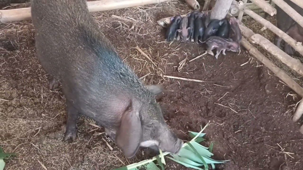 อัปเดท.! แม่หมูคลอดลูกแล้วจ้า ลูกหมูน้อยน่ารัก #คนเลี้ยงหมู# หมูป่า @  บ้านสวน&ฟาร์มหมูคนอุบล