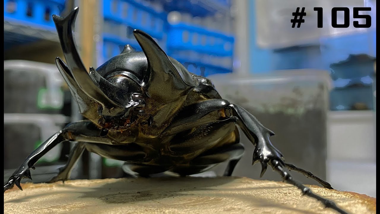 Hercules beetle breeding method【カブPのアクティオンゾウカブト飼育日記】Megasoma actaeon