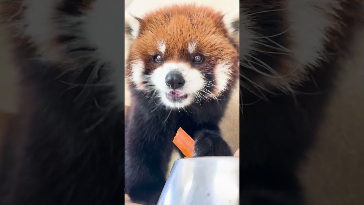 Happy 12th Birthday to RedPanda LIGHT on July 18,2025 #redpanda #西山動物園 #レッサーパンダ #happybirthday