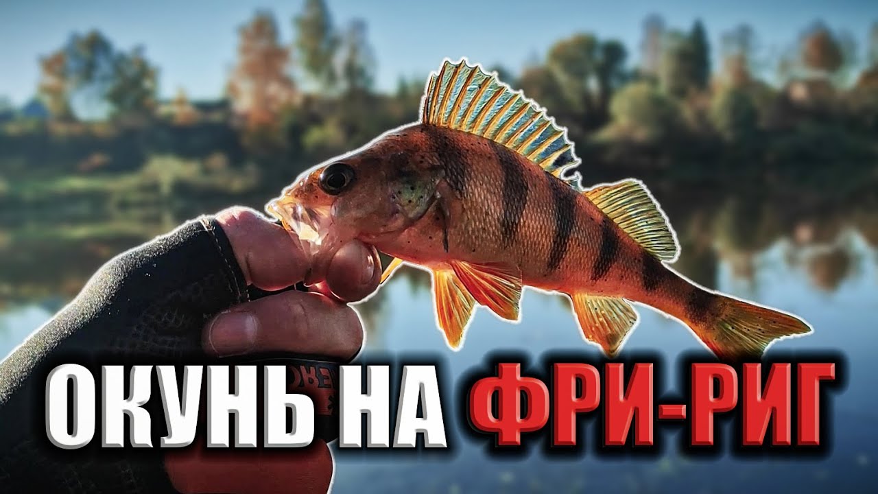 Фри-Риг Лучше Джиг-Рига! Окунь На Фри-Риг.