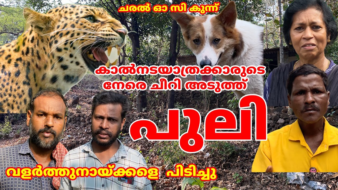 ചരലിൽ കാൽനടയാത്രക്കാരുടെ നേരെ ചീറി അടുത്ത് പുലി വളർത്തുനായ്ക്കളെ പിടിച്ചു #forest #kannur #leopard