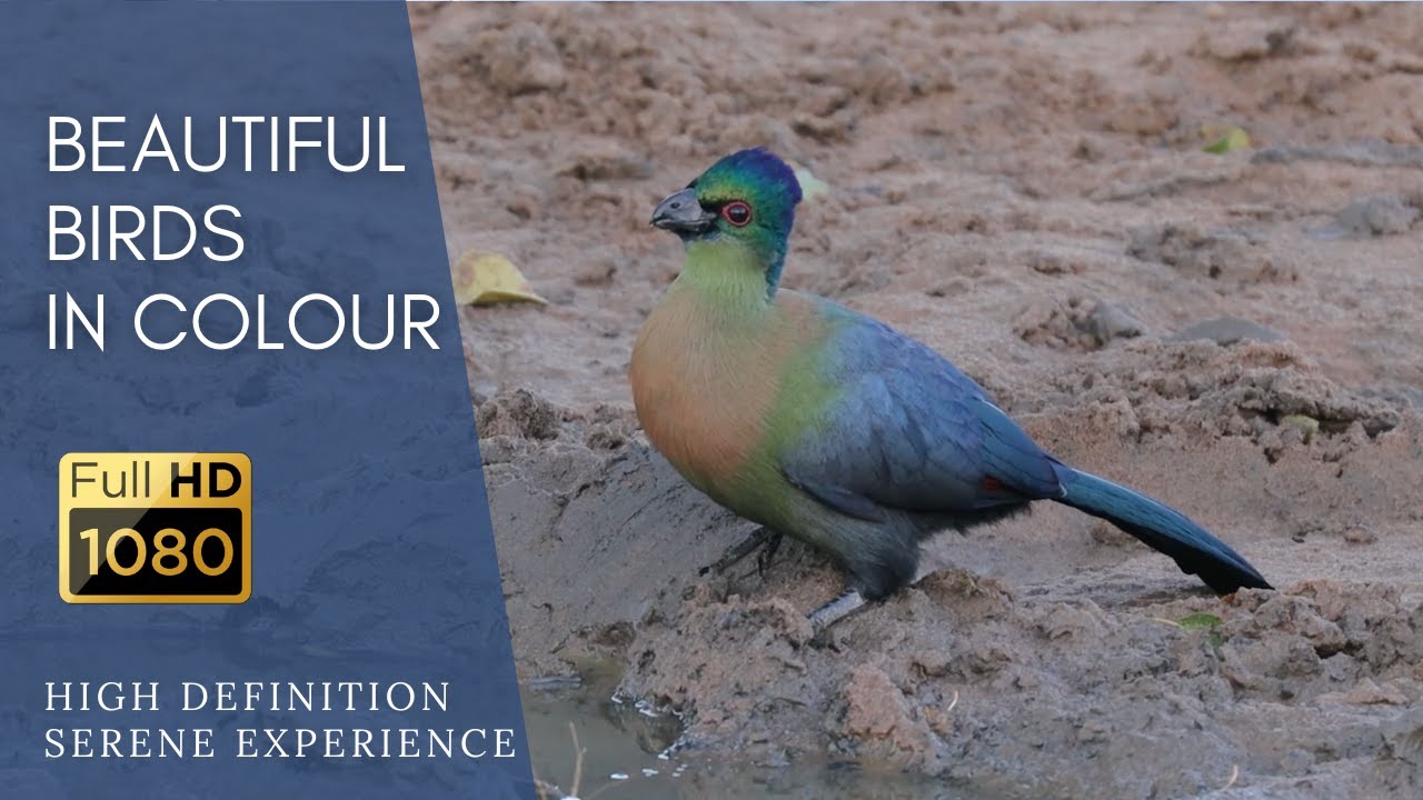 A Compilation of South Africa's Most Colourful Birds (Part 3/10)