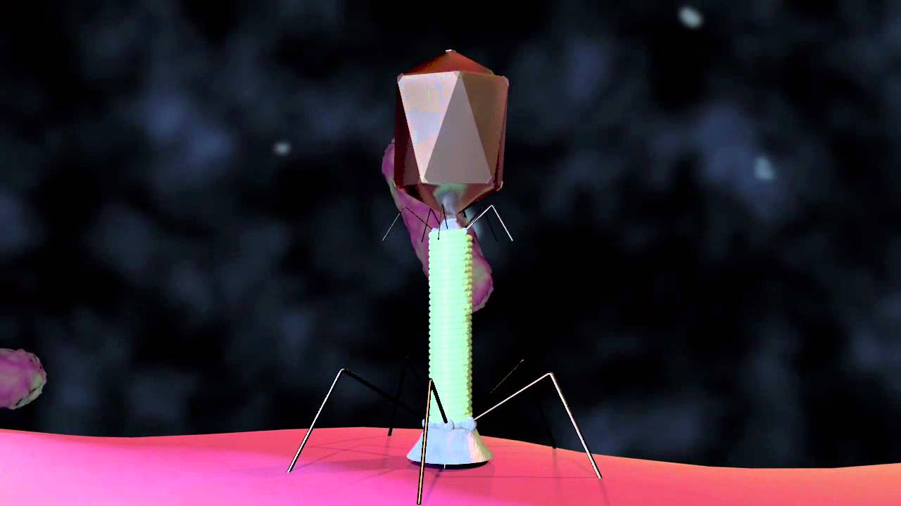 Bacteriophage T4 Virus - 3D Animation
