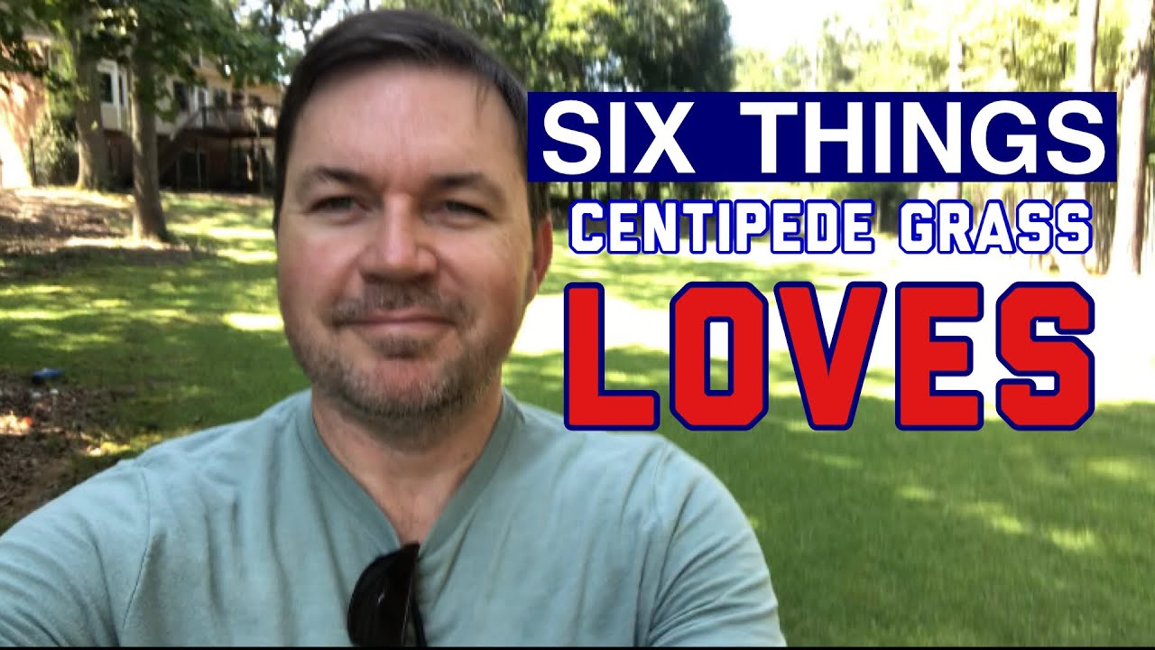 6 Things CENTIPEDE GRASS Loves!