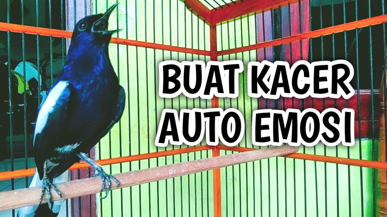 BUAT KACER AUTO EMOSI LANGSUNG NYAUT ON !! PANCINGAN KACER GACOR PASTI NYAUT AMPUH.