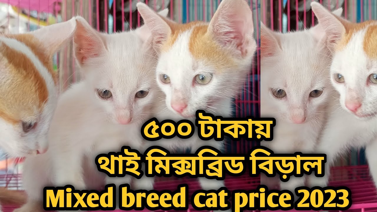 Mixed breed cat price in Bangladesh|Cat price in 2023| Katabon animal market in Bangladesh| #persian
