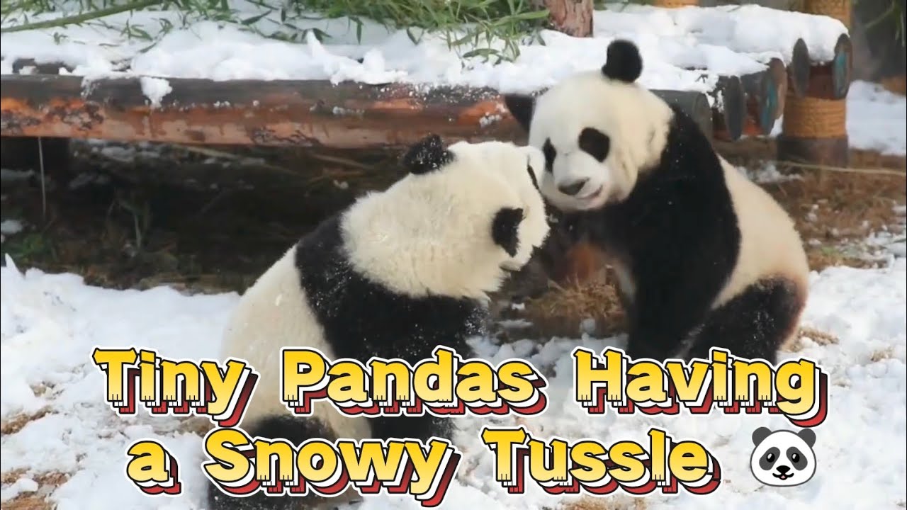 Tiny Pandas Having a Snowy Tussle 🐼❄️
