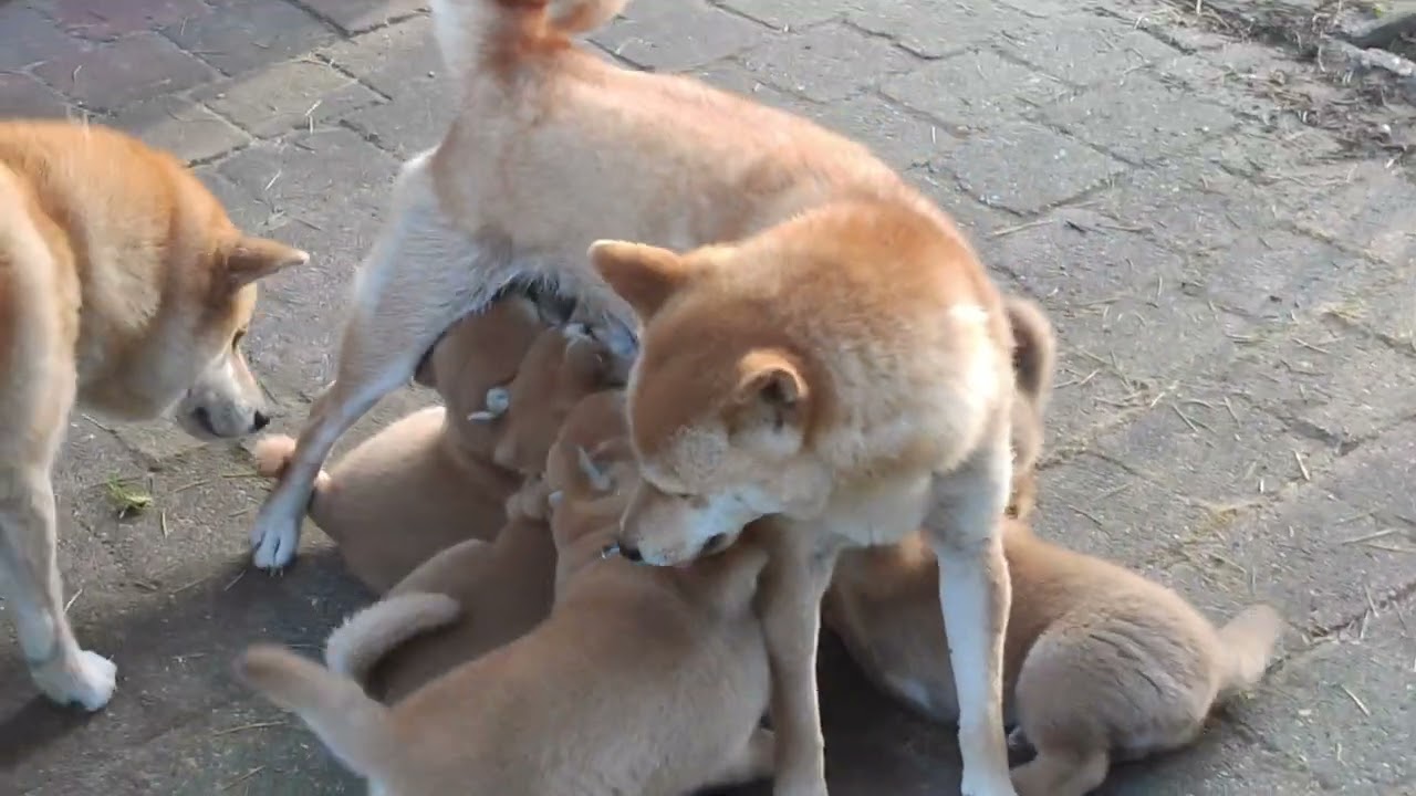 6 pups with 2 moms. Ciela is clear, milk bar is closed! Kumi is like her sister Chica, too sweet!