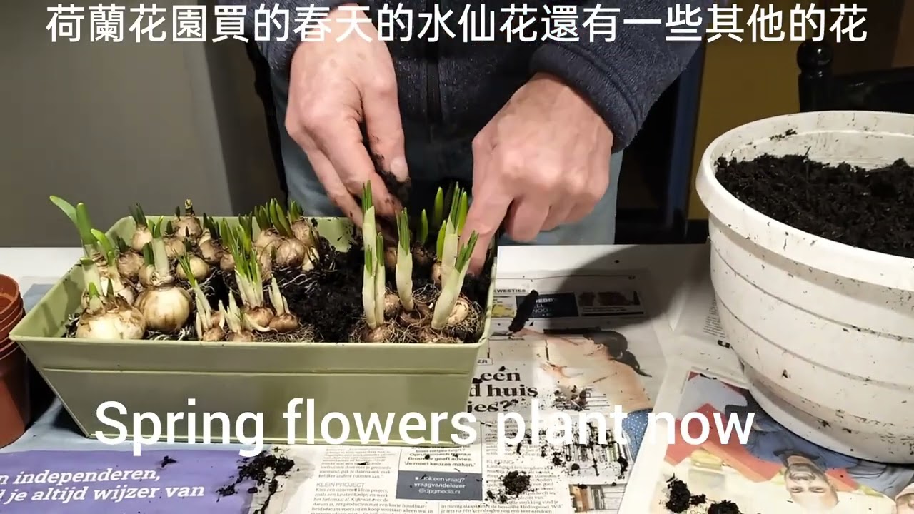 1/02/2026台灣太太在歐洲的日常，今天在花圃買了一些春天的水仙花鄰居很喜歡種花#spring #flowers#台灣太太在歐洲