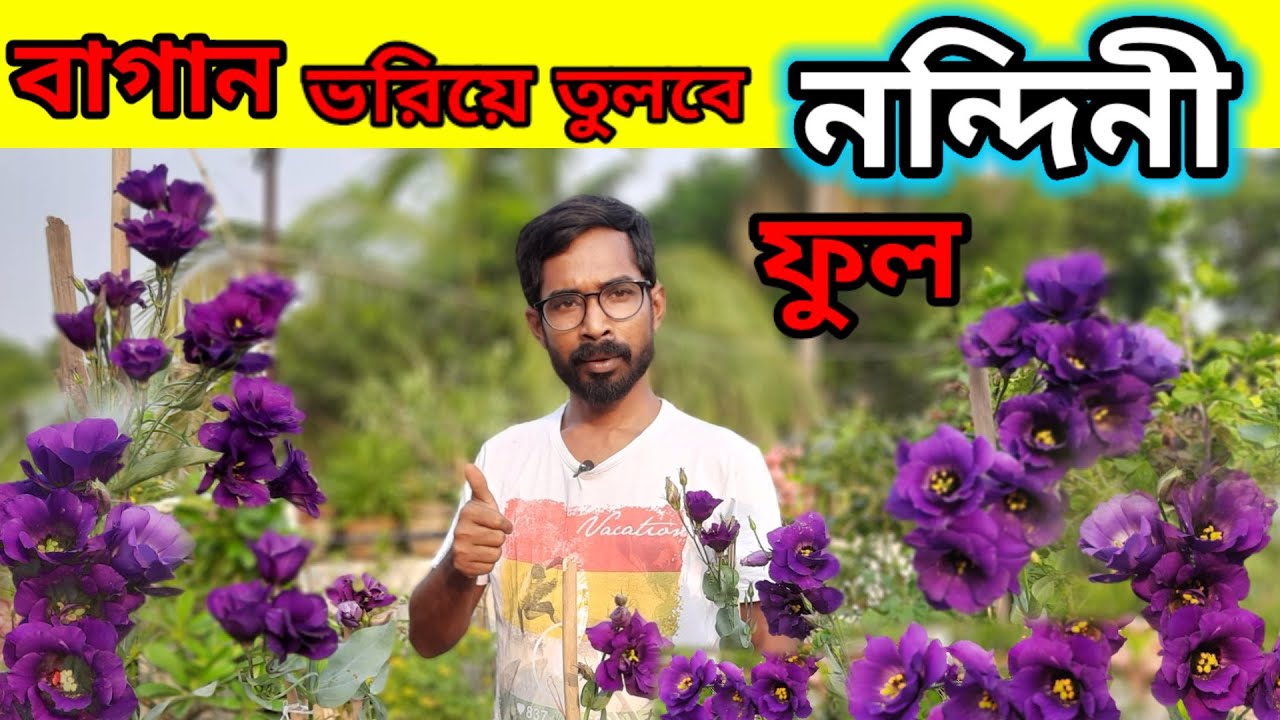 নন্দিনী/লিসিয়েন্থাস ফুল গাছের সম্পূর্ণ পরিচর্যা । How to care Lisianthus in pot.